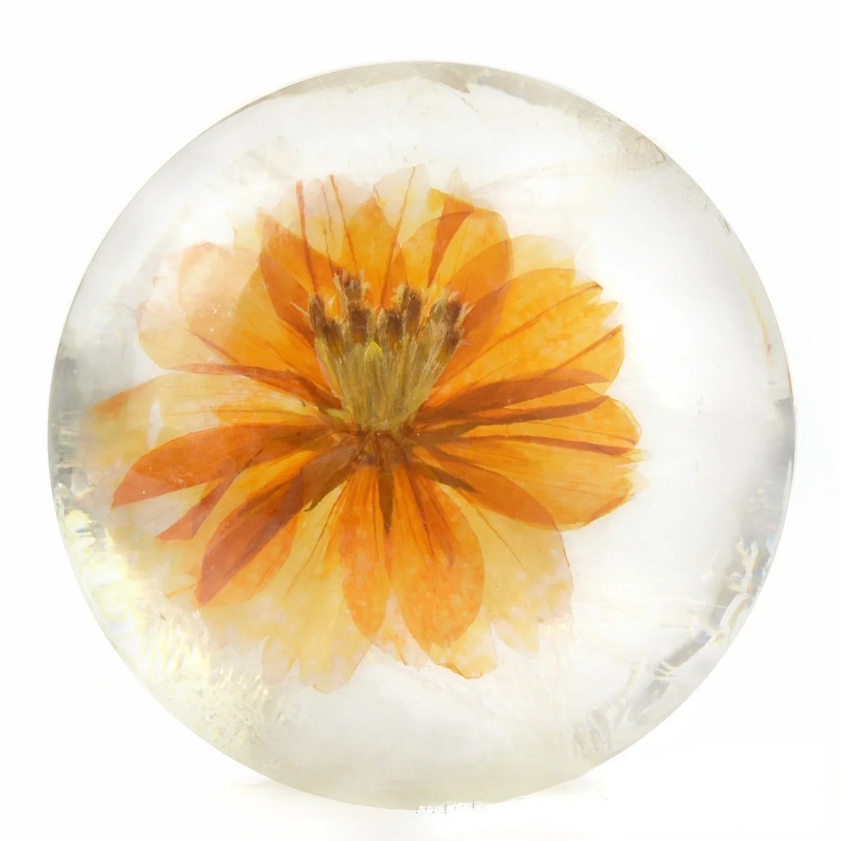 2.82oz / 80g Transparent Handmade Soap with Real Fresh Flower – Amino Acid Infused Moisturizing & Hydrating Facial & Body Bar